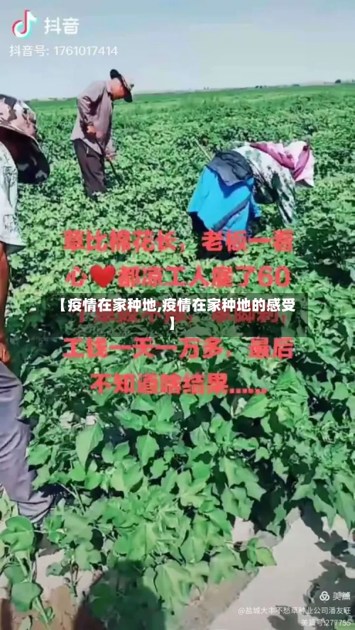 【疫情在家种地,疫情在家种地的感受】