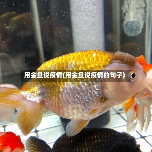 用金鱼说疫情(用金鱼说疫情的句子)